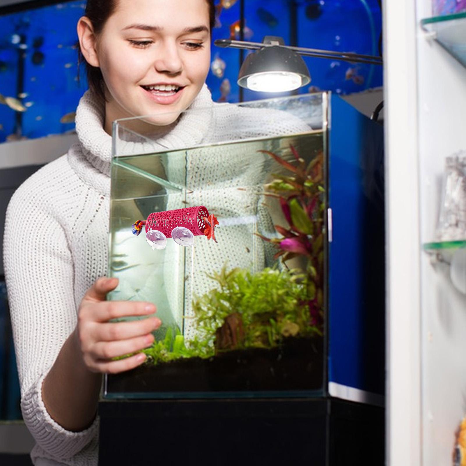 Aquarium Fish Cichlid - مأوى استراحة لأسماك البيتا، زينة على