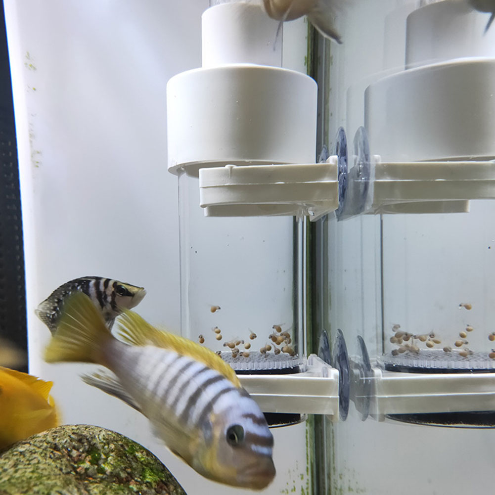 Aquarium Fish Cichlid - حاضنة بيض أسماك الزواحف 40 مم،