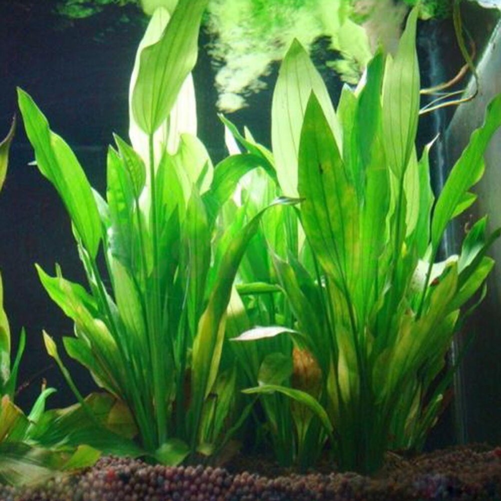 Aquarium Fish Cichlid - 15 سنتيمتر حوض السمك الاصطناعي ديكور