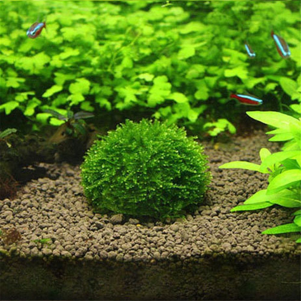 Aquarium Fish Cichlid - جديد البلاستيك تعليق الطحلب قبة نصف
