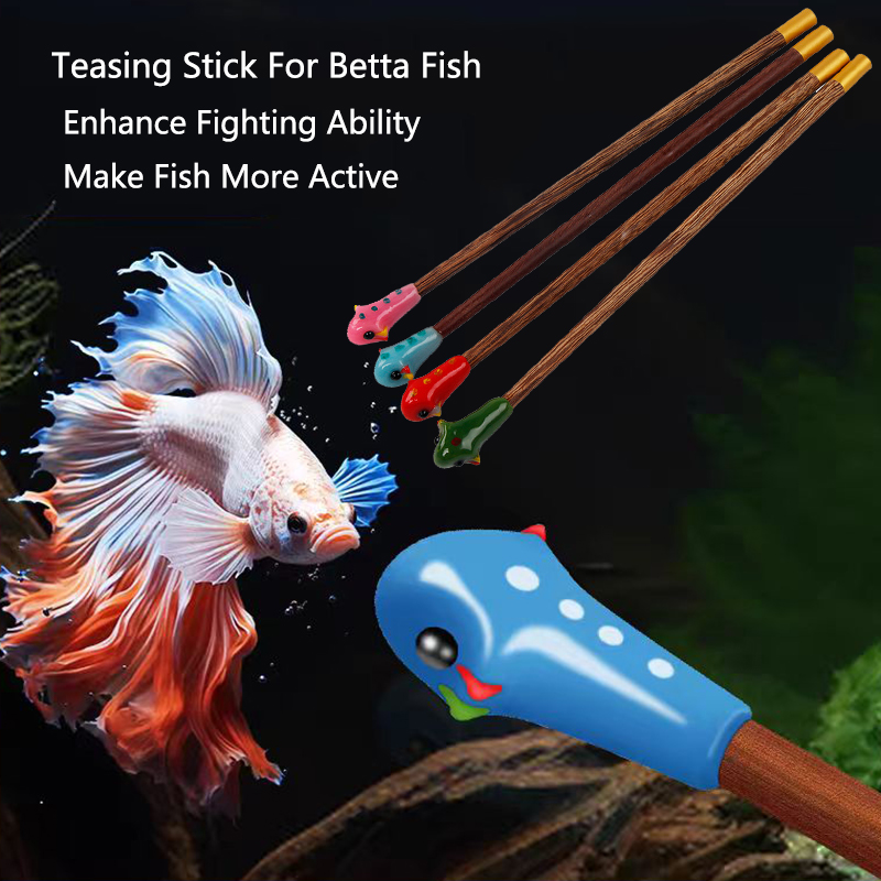 عصا تدريب أسماك بيتا ، عصا لعب - مراجعة Aquarium Fish For Beginners وسعره