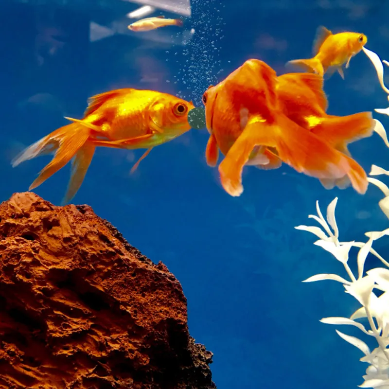 100 قطعة أقراص سبيرولينا عالية - مراجعة Aquarium Fish Holiday Food وسعره