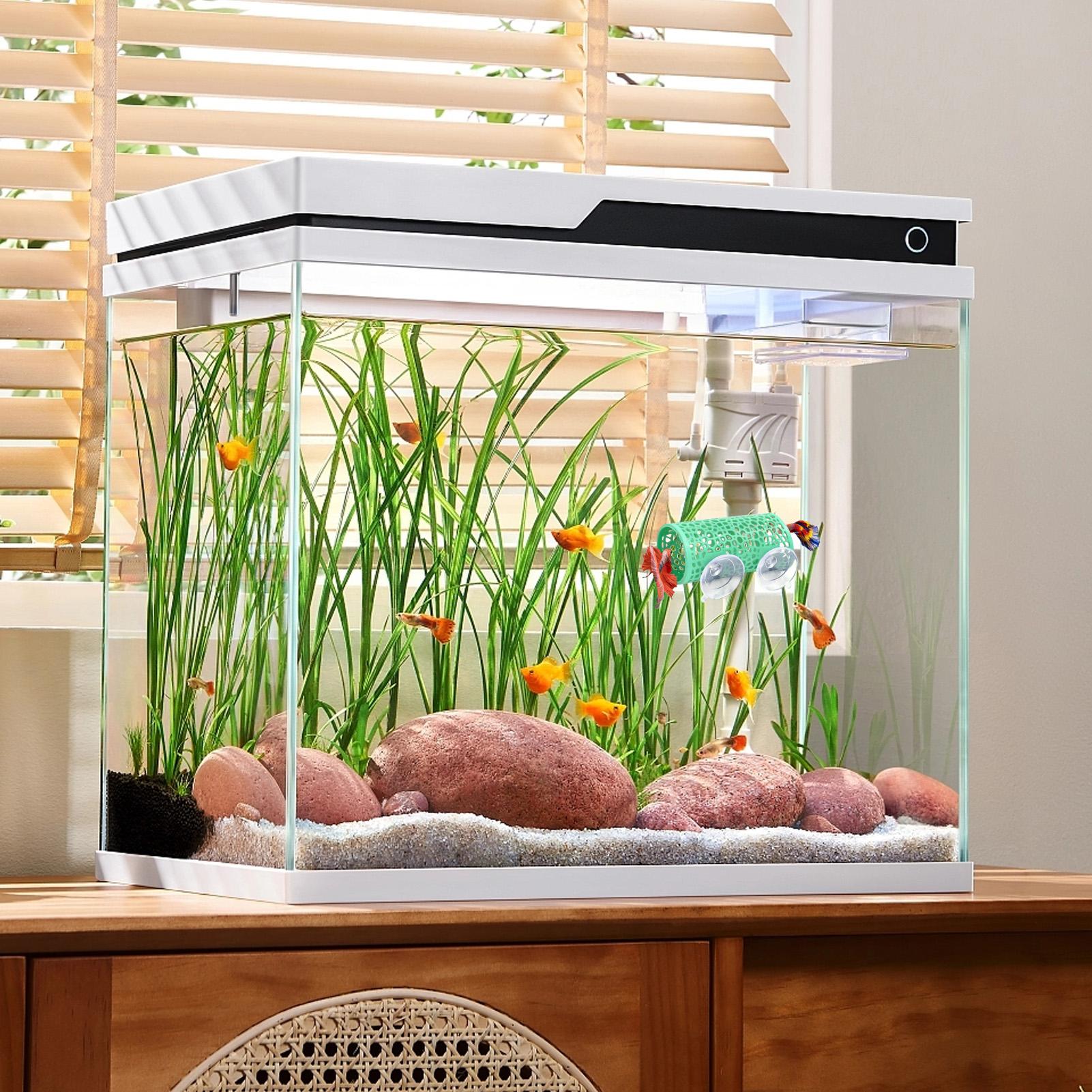 مأوى استراحة لأسماك البيتا، زي - مراجعة Aquarium Fish Cichlid وسعره