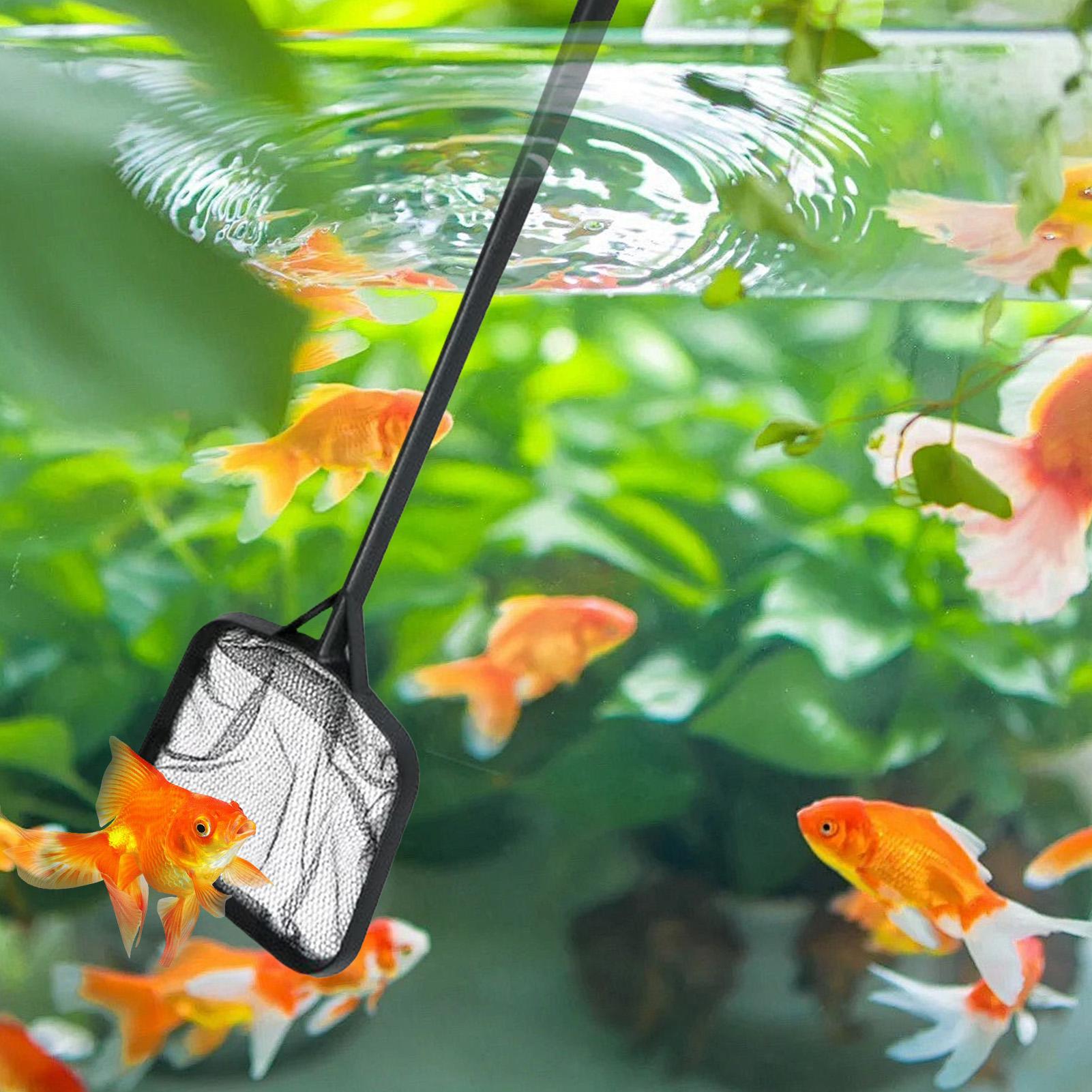 شبكات تنظيف حمامات السباحة، شب - مراجعة Cleaner Fish Aquarium وسعره