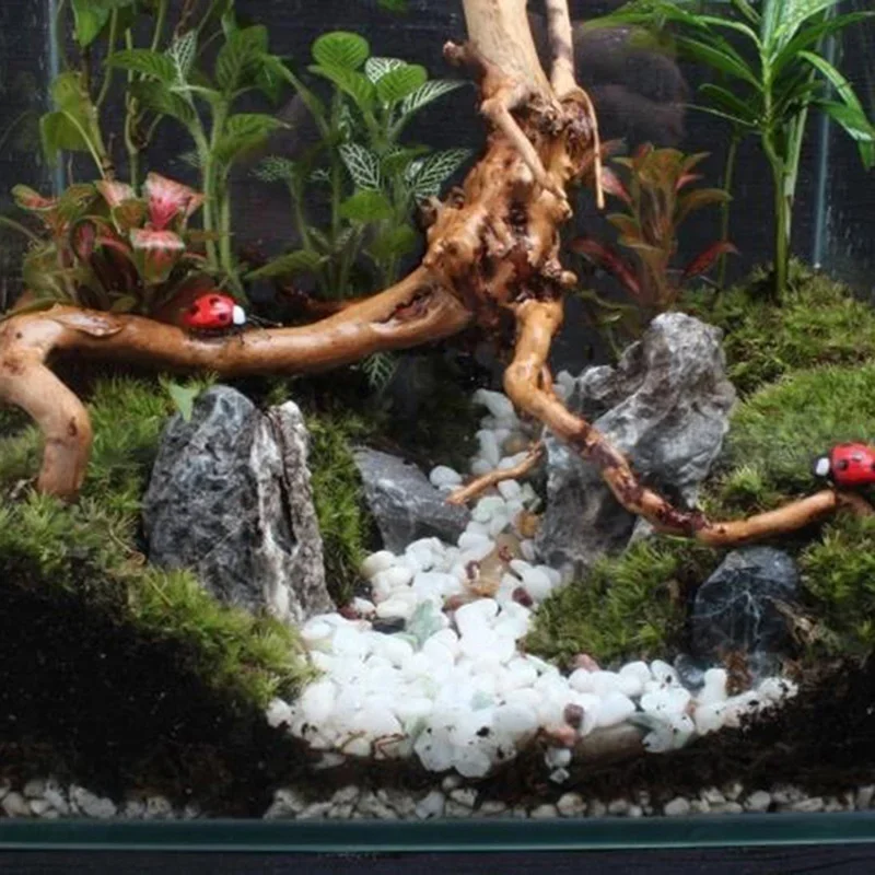 شجرة طبيعية جذع Driftwood لحوض - مراجعة Aquarium Fish Cichlid وسعره