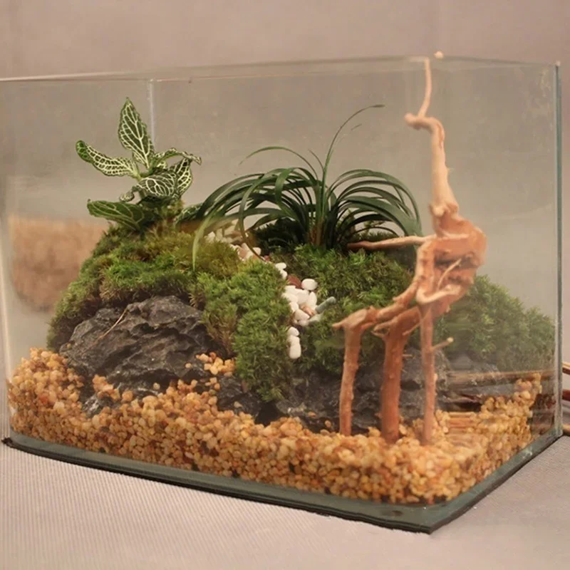 شجرة طبيعية جذع Driftwood لحوض - مراجعة Aquarium Fish Cichlid وسعره