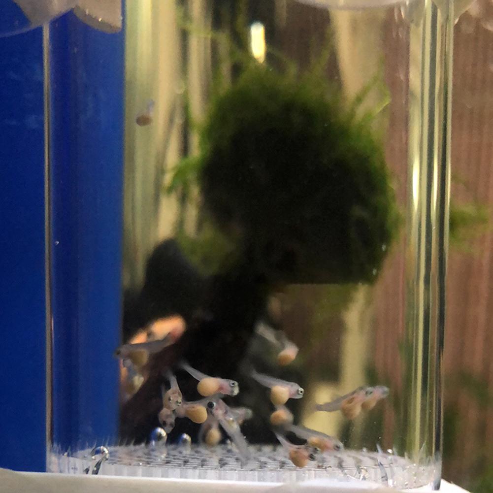 حاضنة بيض أسماك 40 مم، حاضنة ب - مراجعة Aquarium Fish Cichlid وسعره