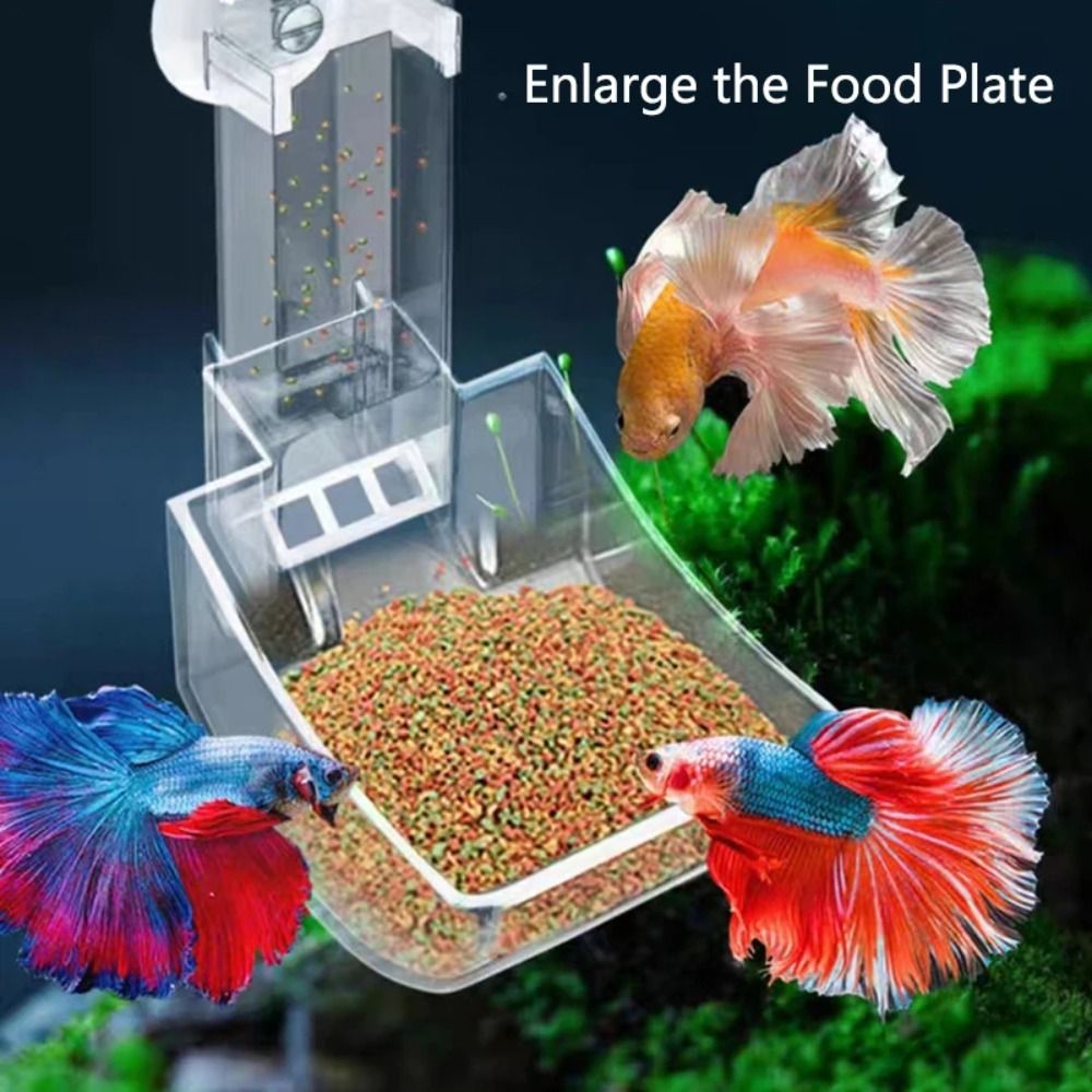 جديد شفاف حوض للأسماك أنبوب ال - مراجعة Aquarium Fish For Beginners وسعره
