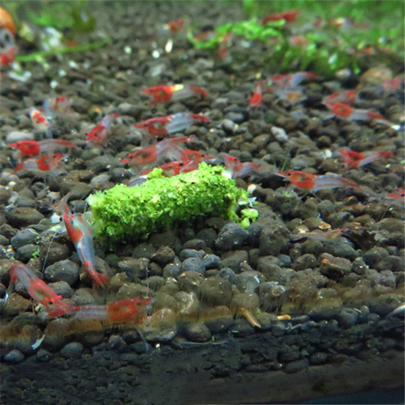 جديد 1 حقيبة 35 جرام كريستال أ - مراجعة Aquarium Fish Holiday Food وسعره