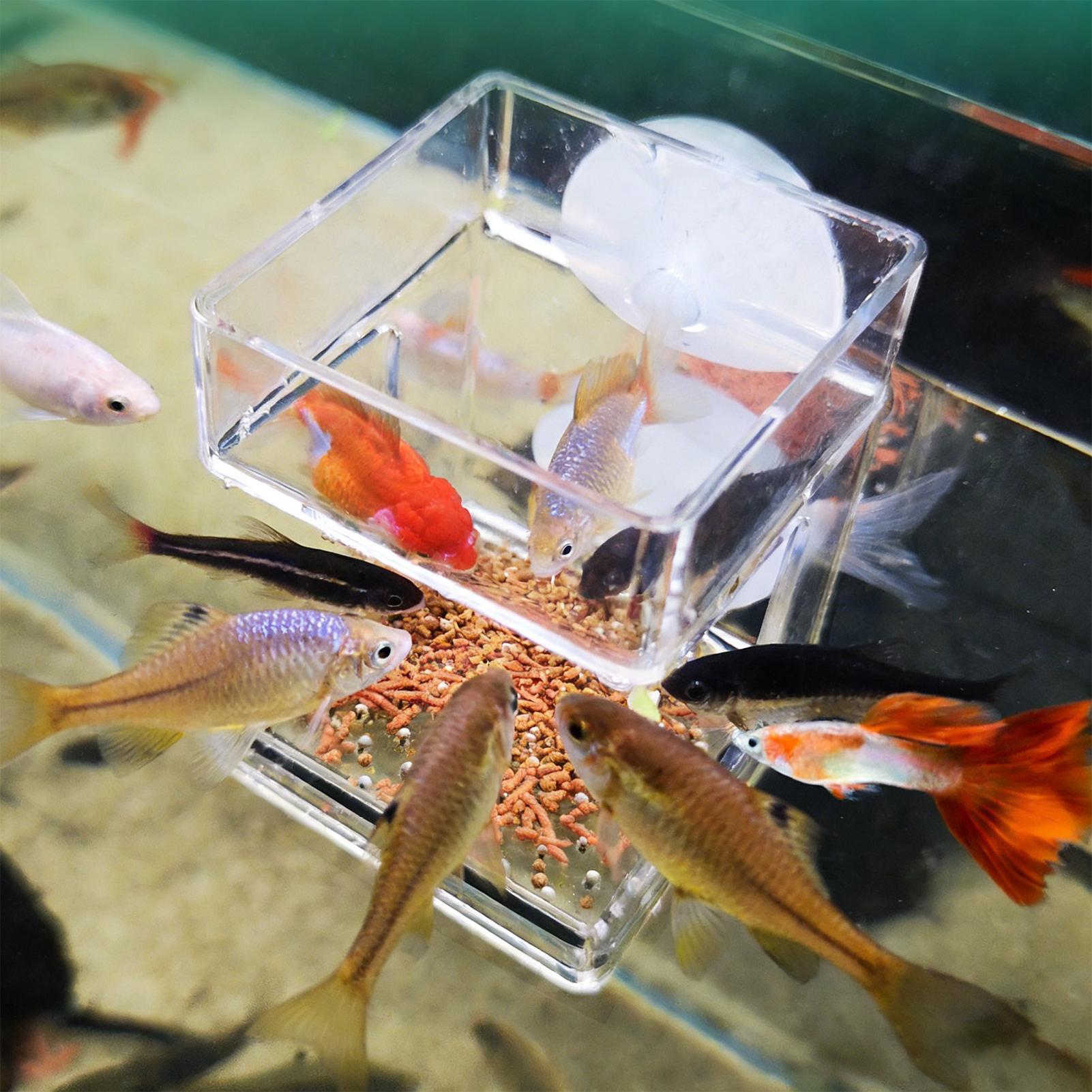 صينية تغذية للأحواض المائية بك - مراجعة Tetra Fish In Aquarium وسعره