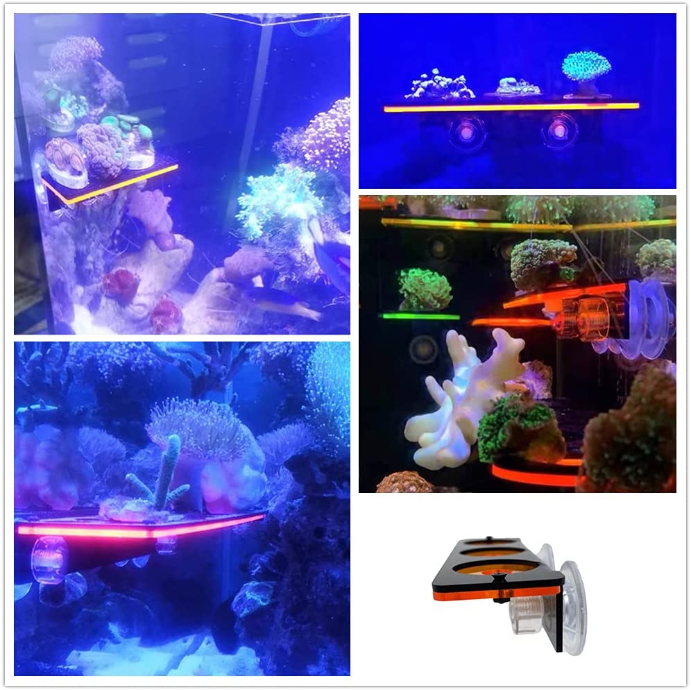 الفلورسنت المرجان Frag التوصيل - مراجعة Aquarium Fish Cichlid وسعره