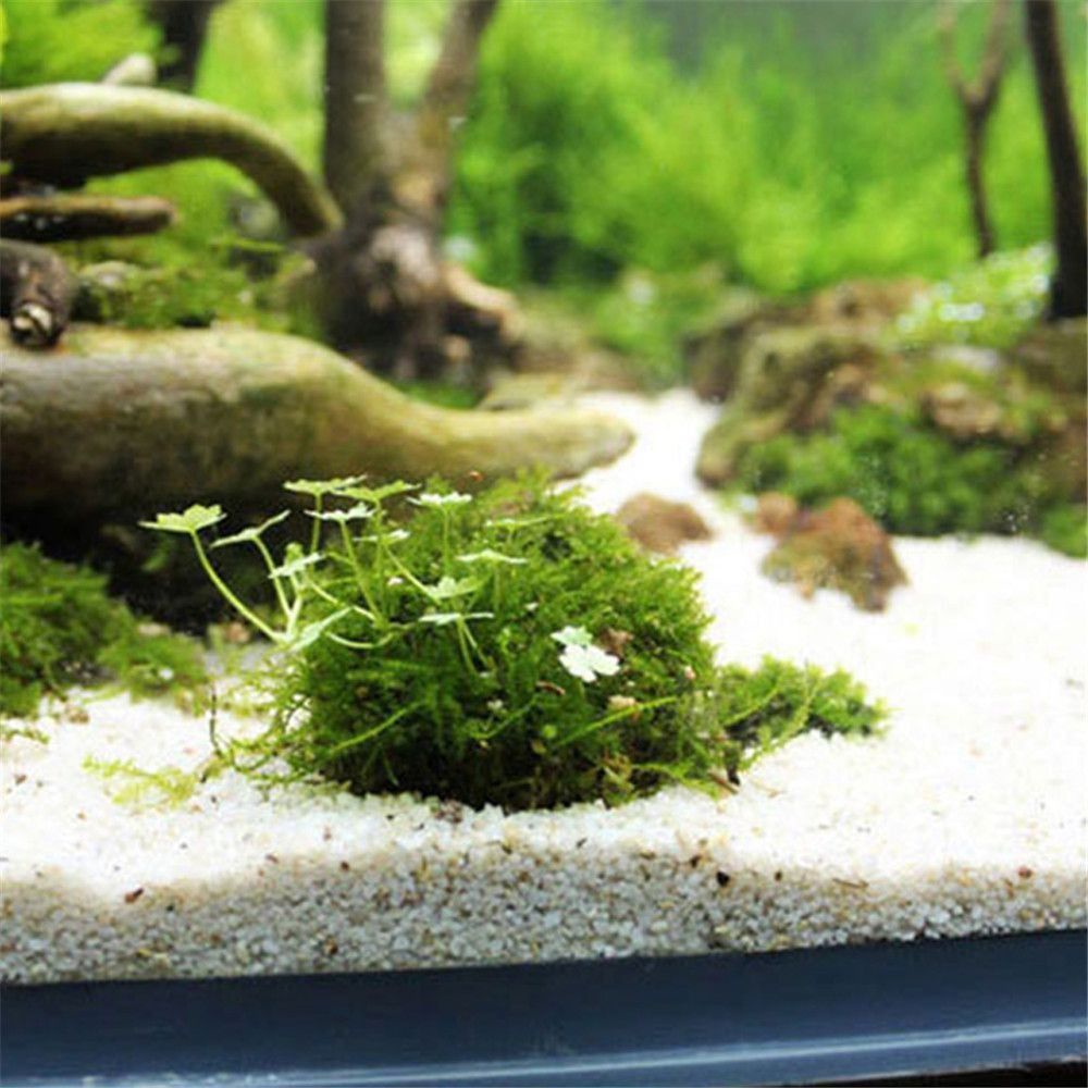جديد البلاستيك تعليق الطحلب قب - مراجعة Aquarium Fish Cichlid وسعره